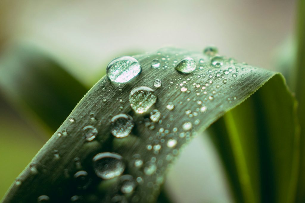 water drop on top of grass