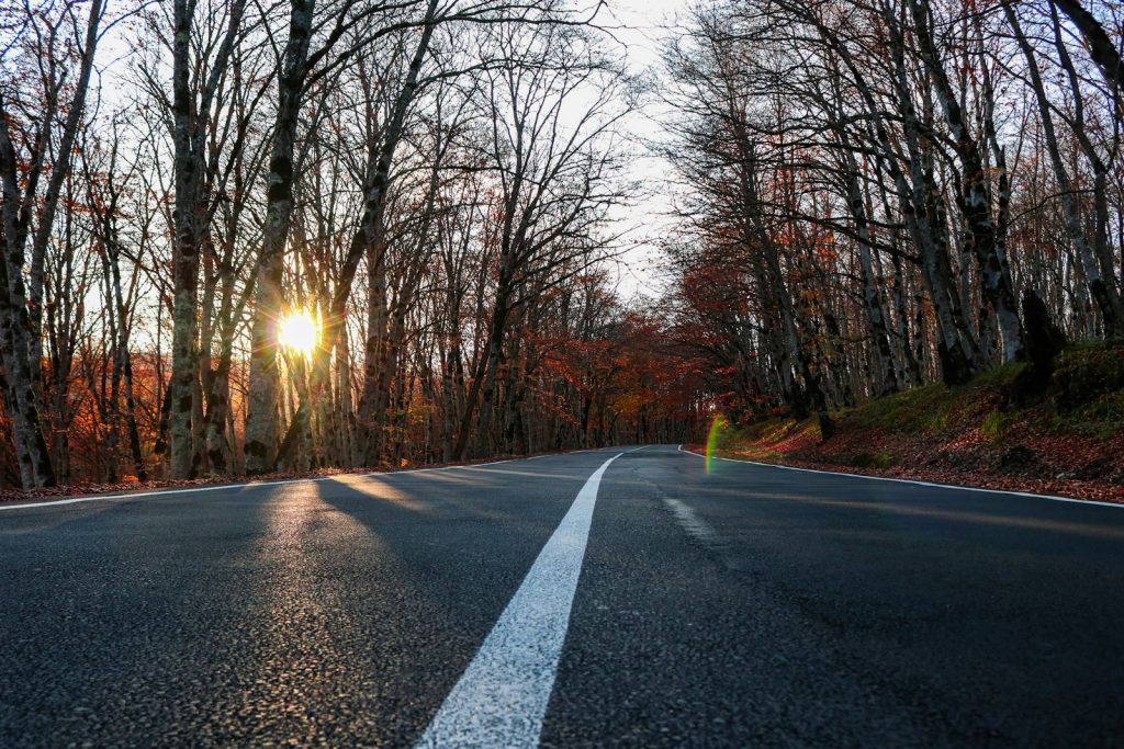 gray road between tree during daytime